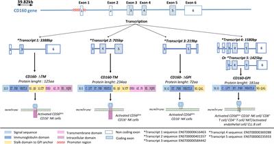 Frontiers | CD160 receptor in CLL: Current state and future avenues